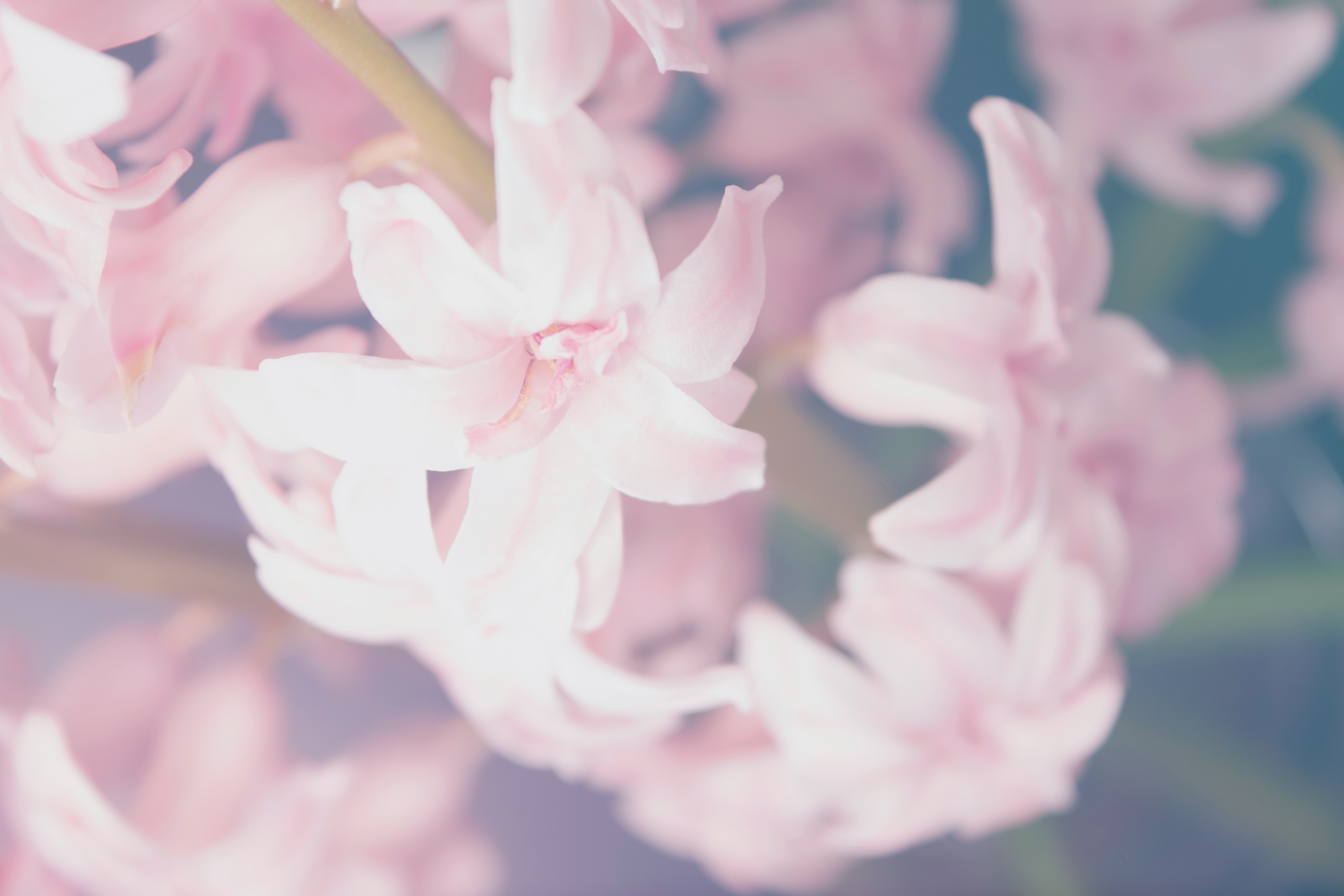 macro shot of pink flowers